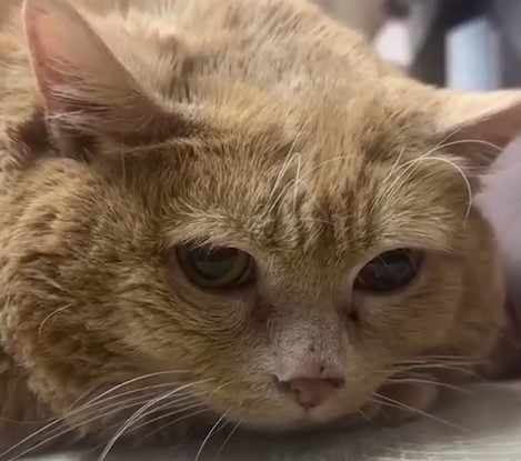 Кота Крошика госпитализировали в ветклинику: из-за ожирения у него пострадали внутренние органы | Коту Крошику из Перми стало хуже: он находится в ветклинике в тяжелом состоянии