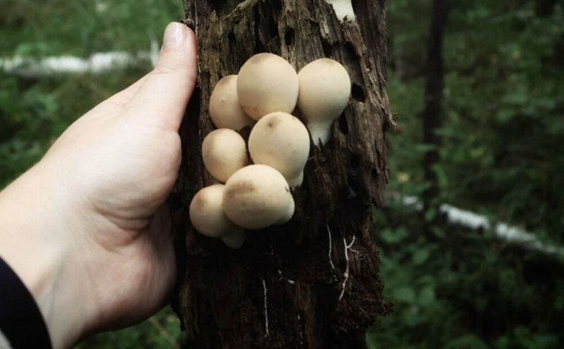 В лесах под Первоуральском обнаружили редкие виды грибов | Под Первоуральском грибники нашли редкие осенние грибы