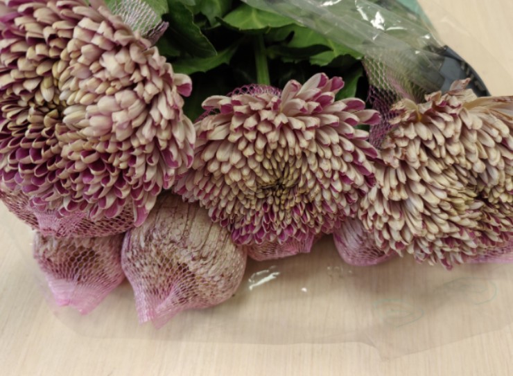 Опасный груз из Европы: на Урале в партии хризантем из Литвы нашли серьезную инфекцию   | В Свердловской области в цветах из Литвы обнаружили карантинного вредителя  