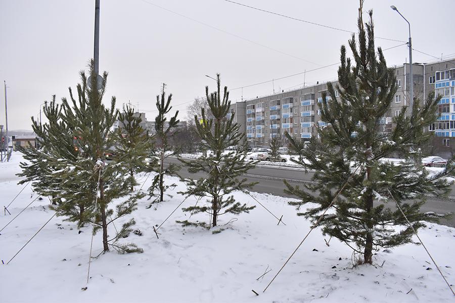 В Первоуральске сосны и сирень высадили в мороз