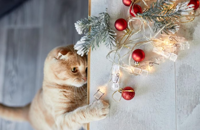 Три недели мучился с кошкой по ночам, пока 1 вечерняя игра не решила всё за 3 дня Три недели мучился с кошкой по ночам, пока 1 вечерняя игра не решила всё за 3 дня