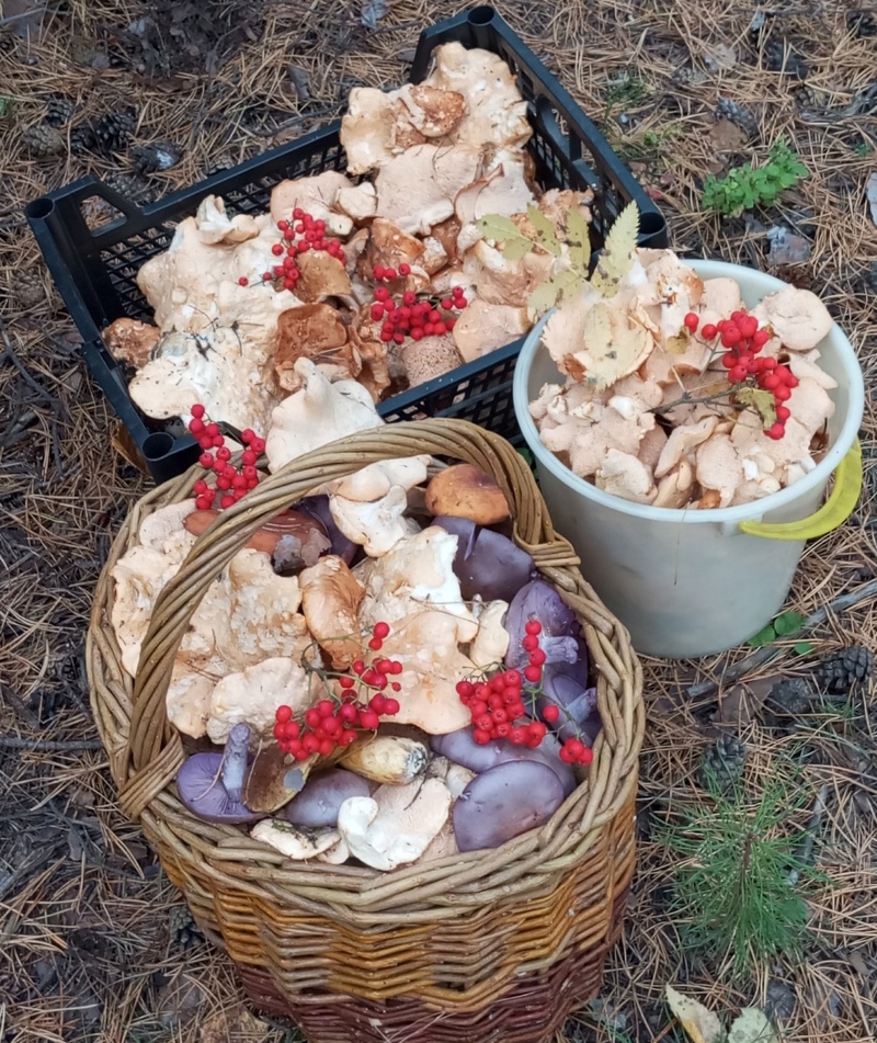 «Нет грибов? Конечно есть»: первоуральские грибники похвастались трофеями | Урал радует грибников: сезон продолжается, несмотря на сухую погоду