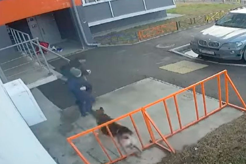 «Хозяйка рухнула на землю и выпустила поводок». В Первоуральске огромная овчарка набросилась на детей «Хозяйка рухнула на землю и выпустила поводок». В Первоуральске огромная овчарка набросилась на детей