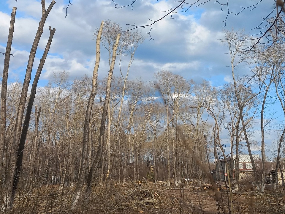 Первоуральцы разделились во мнении о вырубке старых деревьев у ДК им. Ленина Первоуральцы разделились во мнении о вырубке старых деревьев у ДК им. Ленина