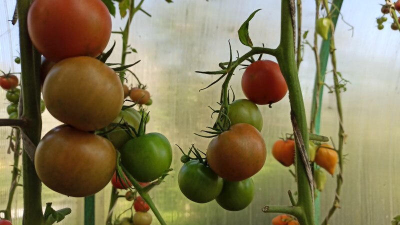 Врач Екатерина Кашух рассказала о пользе помидоров | Эксперт рассказала, чем полезны томаты