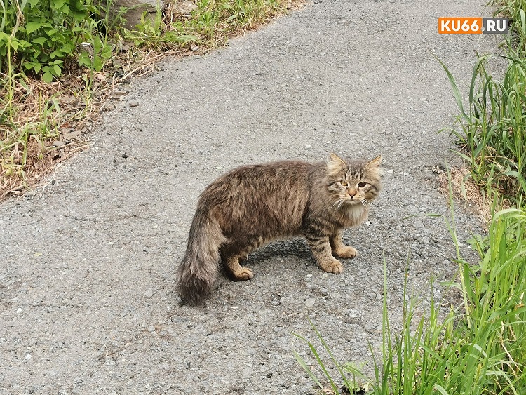 Психолог назвала отличия собачников от кошатников