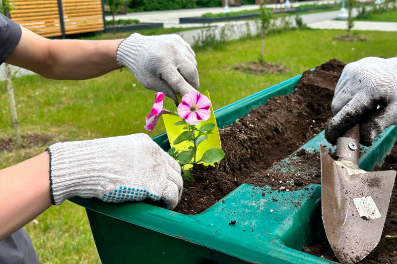Как Первоуральск готовится к лету: высадка цветов и обустройство клумб продолжаются | В Первоуральске высадят порядка 16 000 цветов Как Первоуральск готовится к лету: высадка цветов и обустройство клумб продолжаются | В Первоуральске высадят порядка 16 000 цветов