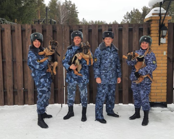 Щенки из первоуральского питомника ГУФСИН отправились на службу в Хабаровский край и Оренбург | Пять щенков из ГУФСИН Первоуральска отправились служить в Хабаровский край и Оренбург