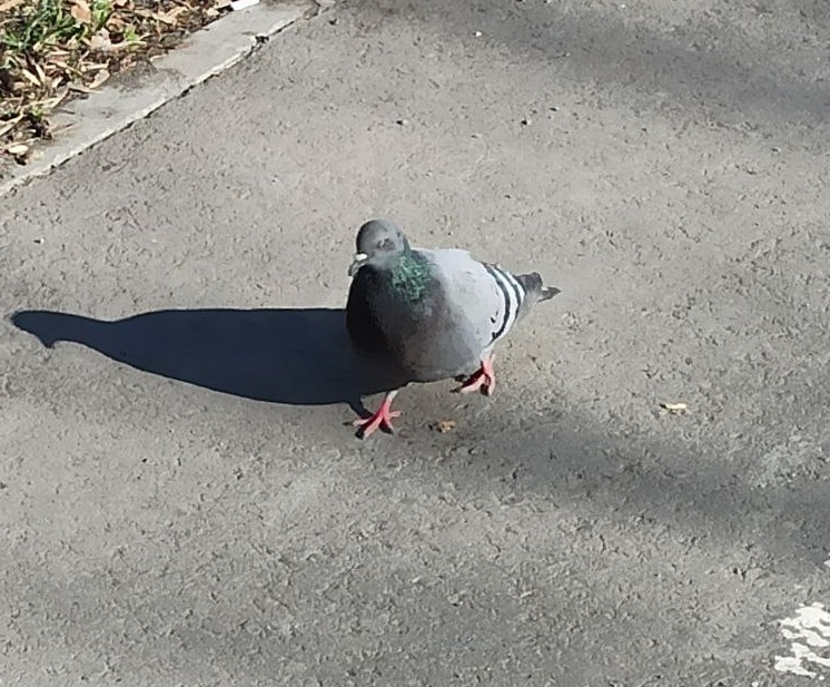 В Первоуральске грузовик едва не раздавил голубя