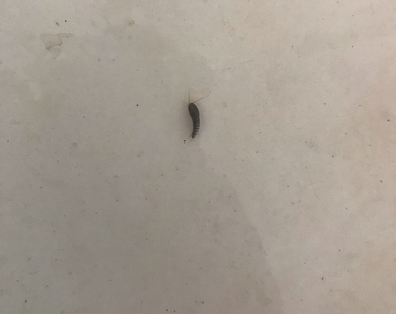 Первоуральцев напугали насекомые, выпадающие из водопроводного крана Первоуральцев напугали насекомые, выпадающие из водопроводного крана