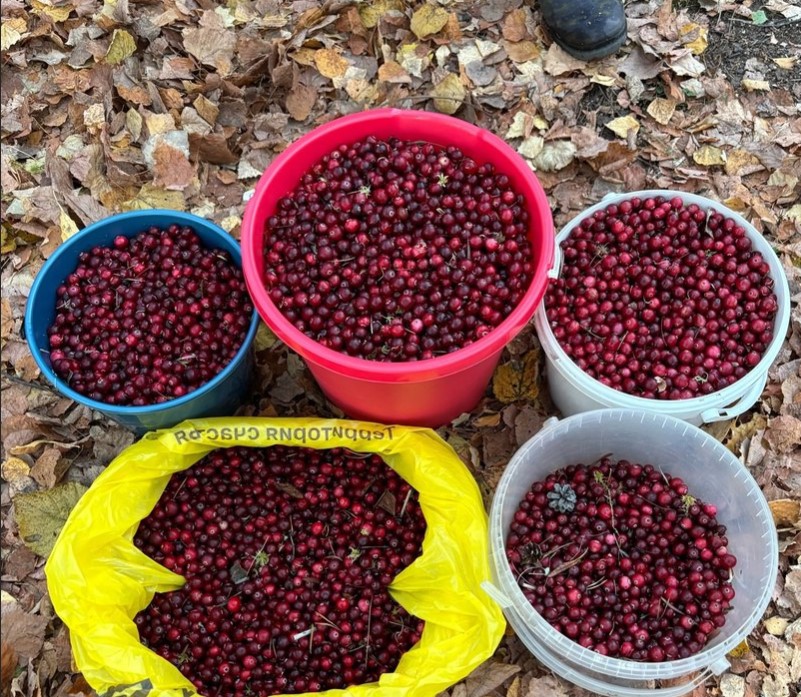 Первоуральцы собрали несколько ведер клюквы | В Свердловской области обнаружили огромные кусты клюквы
