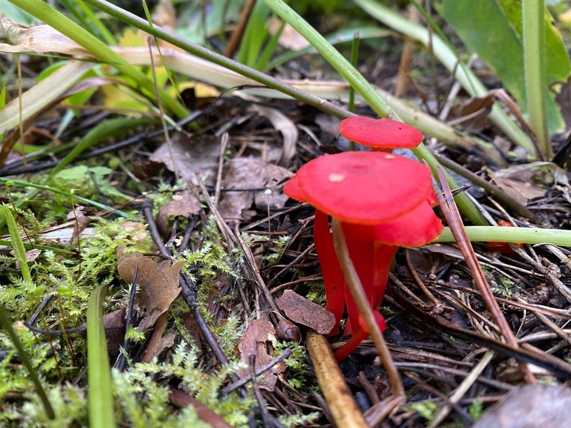 В Свердловской области нашли необычный гриб ярко-красного цвета | Свердловчанка нашла редкий съедобный гриб