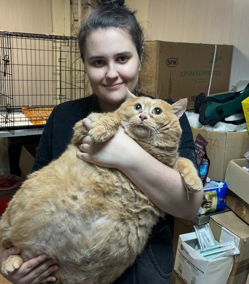 Любовь до ожирения: в Перми кота раскормили так, что он потерял способность ходить | В Перми бездомный кот растолстел так, что перестал ходить