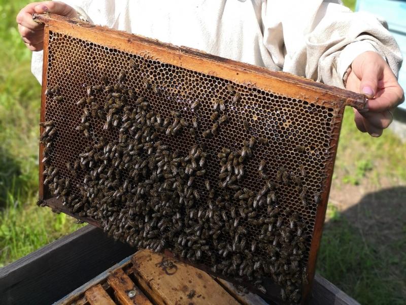 Свердловские таможенники оформили ввоз 130 миллионов пчел за один месяц | 130 миллионов пчел ввезли на Урал из Узбекистана Свердловские таможенники оформили ввоз 130 миллионов пчел за один месяц | 130 миллионов пчел ввезли на Урал из Узбекистана