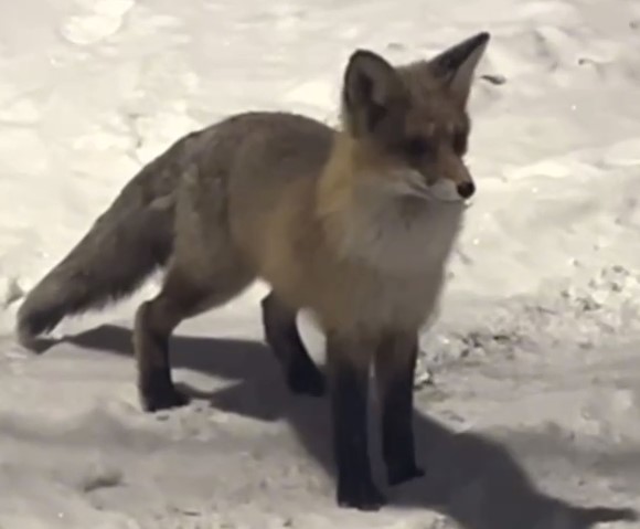 В Первоуральске увидели лисенка, бегающего по улицам города | Жители Первоуральска заметили лисенка, бегающего по городу