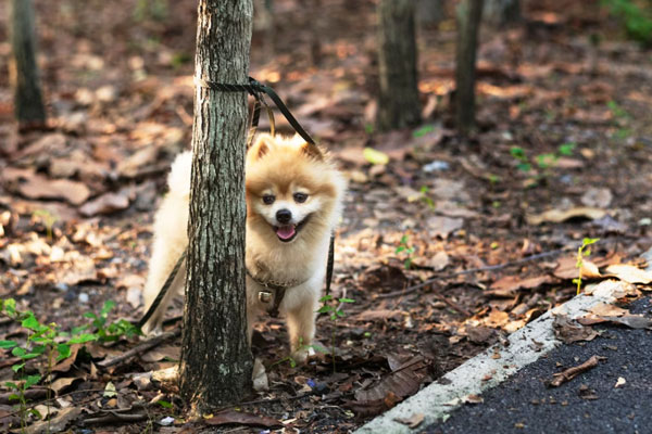 «Собака — не стул»: адвокат объяснила, как делят животных при разводе | Юристы рассказали, что делать, если бывшие супруги не могут поделить животное «Собака — не стул»: адвокат объяснила, как делят животных при разводе | Юристы рассказали, что делать, если бывшие супруги не могут поделить животное
