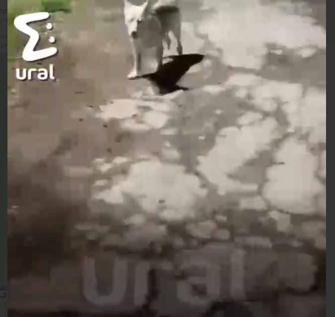 Найденная на Урале мёртвой 16-летняя девушка записала перед гибелью шуточное видео 