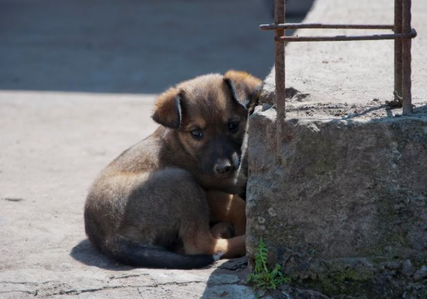 В Первоуральске заметили вещество, которое может быть опасно для собак | На Урале вновь могли объявиться догхантеры В Первоуральске заметили вещество, которое может быть опасно для собак | На Урале вновь могли объявиться догхантеры