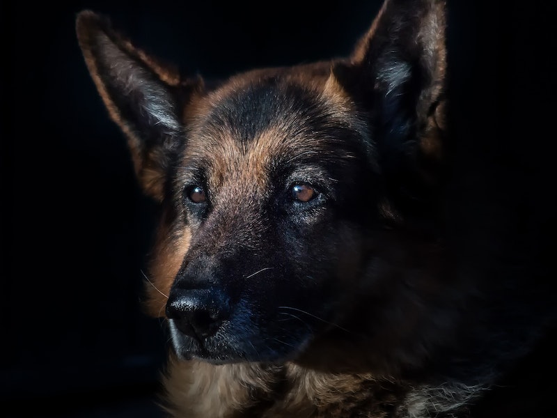 С начала осени в Первоуральске отравилось 13 собак