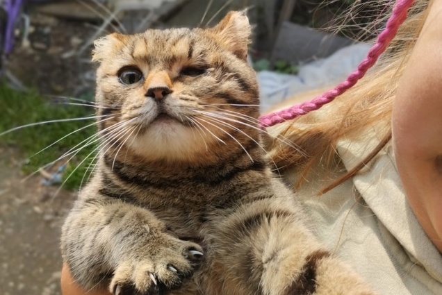 В Первоуральске кот с пулей в бедре привел к зоозащитникам одноглазую кошку | Кот с отрезанными ушами спас свою подругу в Первоуральске
