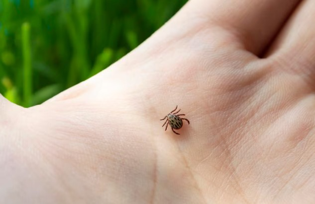 Первоуральские специалисты начали обработку территорий от клещей: мероприятия продлятся до 15 мая | В Первоуральске стартовала обработка общественных территорий от клещей  