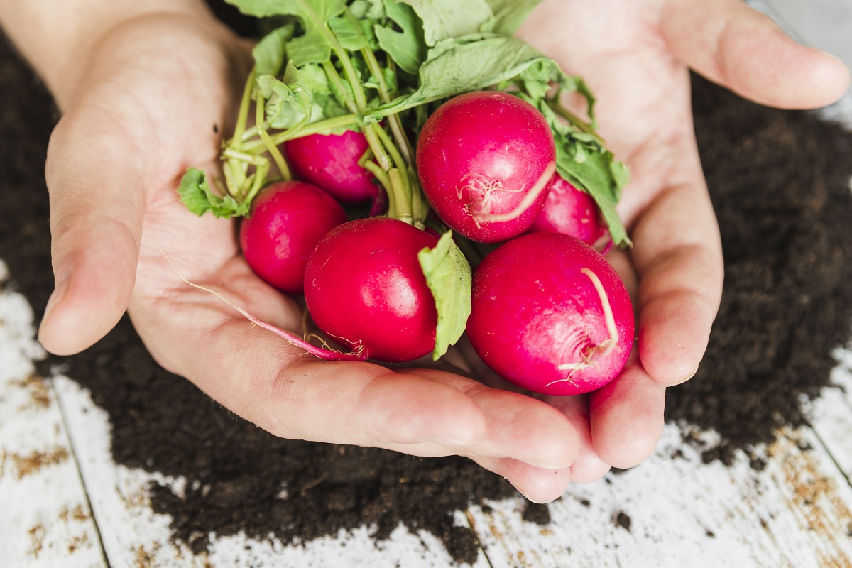 Редис «18 дней»: моя самая обидная неудача за пять лет — реальная история