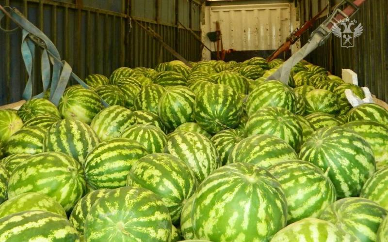 Уральские таможенники оформили за лето полторы тысячи тонн арбузов | За лето на Урал привезли полторы тысячи тонн арбузов Уральские таможенники оформили за лето полторы тысячи тонн арбузов | За лето на Урал привезли полторы тысячи тонн арбузов