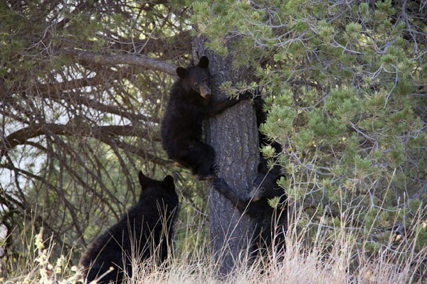 Пытались провезти когти медведя: уральские таможенники рассказали о правонарушениях за 2024 год | На Урале таможенники составили список самых частых нарушений в 2024 году Пытались провезти когти медведя: уральские таможенники рассказали о правонарушениях за 2024 год | На Урале таможенники составили список самых частых нарушений в 2024 году