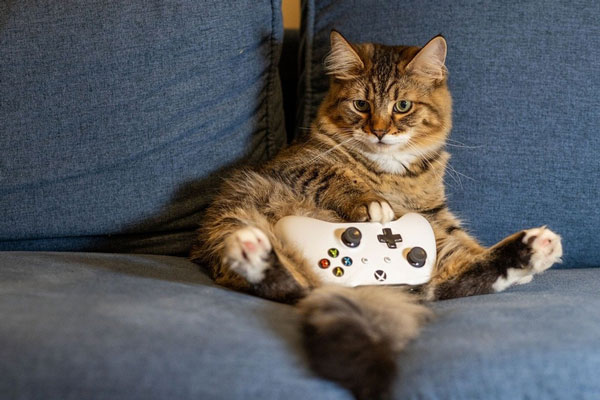 Каких людей не любят кошки: ветеринар рассказала об особенностях пушистых друзей | Ветеринар раскрыла секрет, к каким людям не подходят кошки