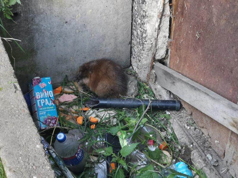 В Первоуральске спасли провалившуюся в яму ондатру | В Свердловской области спасли ондатру, которая провалилась в яму
