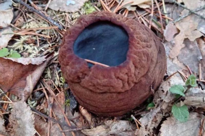 В Свердловской области местный житель обнаружил в лесу редкий гриб, занесенный в Красную книгу | Свердловчанин обнаружил в лесу «ведьмин котел» - редкий краснокнижный гриб