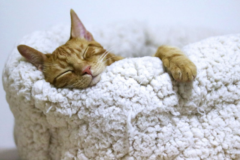 Врач дал советы по борьбе с бессонницей  | Эксперт рассказал, как справиться с бессонницей без лекарств