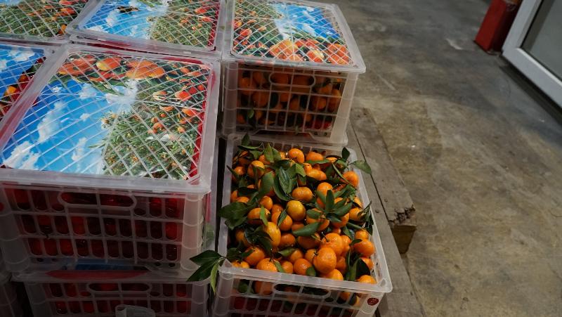 Для свердловчан завезли четыре тысячи тонн мандаринов перед Новым годом | На Урал завезли около четырех тысяч тонн мандаринов