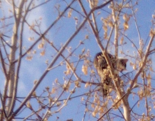 Первоуральские волонтёры спасли кошку, просидевшую на дереве три дня Первоуральские волонтёры спасли кошку, просидевшую на дереве три дня