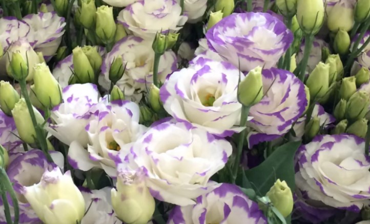 Опасный вредитель обнаружен в цветах из Китая: уральский Россельхознадзор уничтожил партию | В Свердловской области нашли карантинного трипса в срезах цветов из Китая