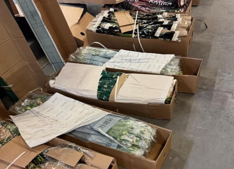 Специалисты Россельхознадзора обнаружили трипса в 160 тысячах срезов цветов | На Урале в партии цветов из Латвии обнаружили карантинного вредителя