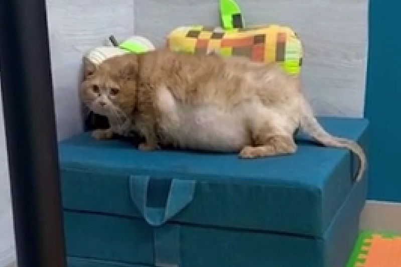 Пермский кот-толстяк Крошик похудел и запрыгнул на тумбочку | Кот Крошик похудел до 14,8 кг и смог запрыгнуть на тумбочку Пермский кот-толстяк Крошик похудел и запрыгнул на тумбочку | Кот Крошик похудел до 14,8 кг и смог запрыгнуть на тумбочку