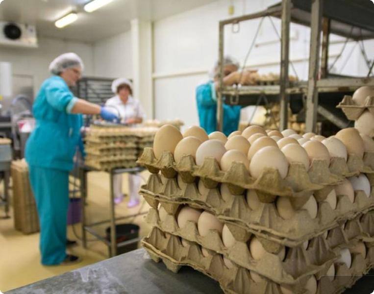 В Свердловской области план по производству яиц выполнили на 109% | На Урале перевыполнили план по производству куриных яиц В Свердловской области план по производству яиц выполнили на 109% | На Урале перевыполнили план по производству куриных яиц