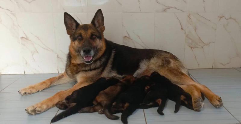 В первоуральском питомнике служебного собаководства произошел беби-бум: на свет появилось более 20 щенков | В первоуральском питомнике ФСИН родилось более 20 щенков служебных пород