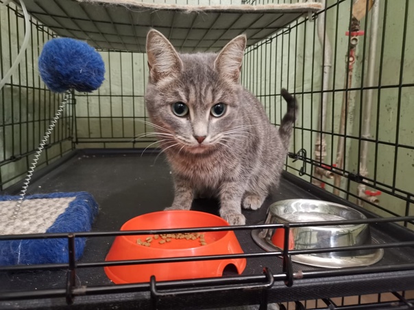 Под Первоуральском неизвестные обрекли котят на гибель