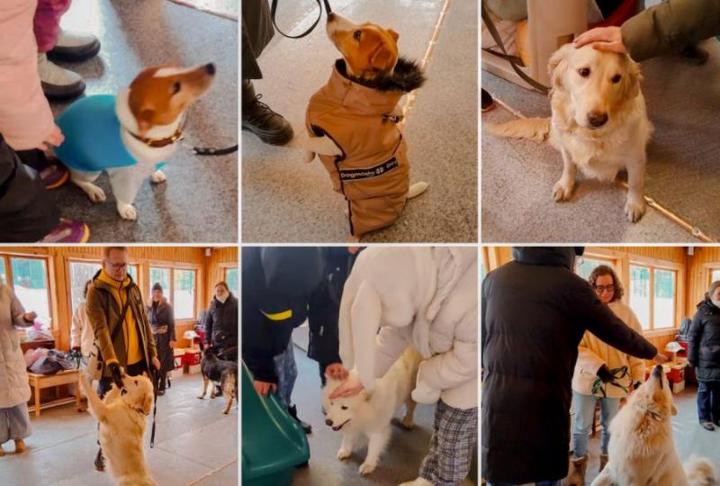 На Урале начали проводить занятия с собаками-терапевтами для лечения детей   | Собаки-терапевты стали лечить юных свердловчан от тревожности