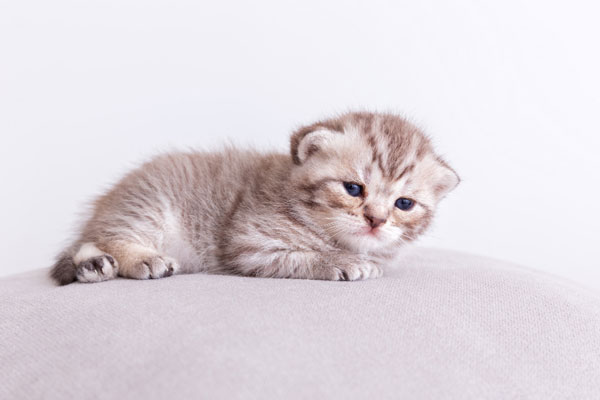 Я взял котенка с улицы: 3 ошибки в кормлении, которые чуть не погубили его сразу