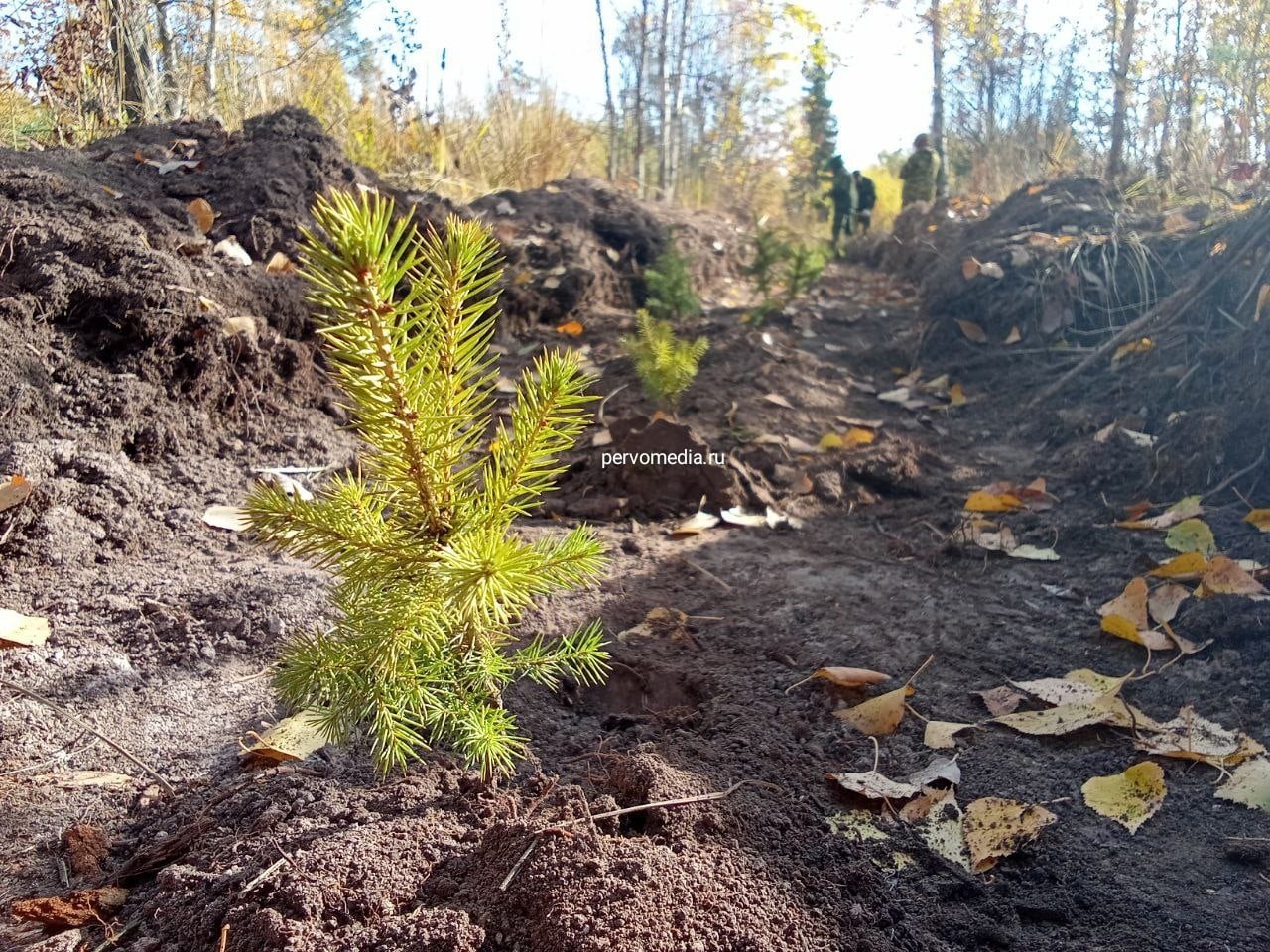 Под Первоуральском высадили более 3000 саженцев ели