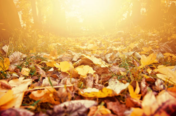 Врач назвала причины возникновения аллергии на листву | Эксперт рассказала, почему осенью обостряется аллергия