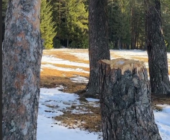 В Первоуральске неизвестные срубили деревья | В Первоуральске незаконно срубили сосны