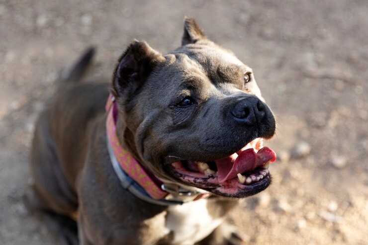 Подробности нападения стаффорда на первоуральца: у пострадавшего остались гематомы, прокушен палец | На Урале на мужчину напал стаффордширский терьер, гулявший с 9-летним ребенком