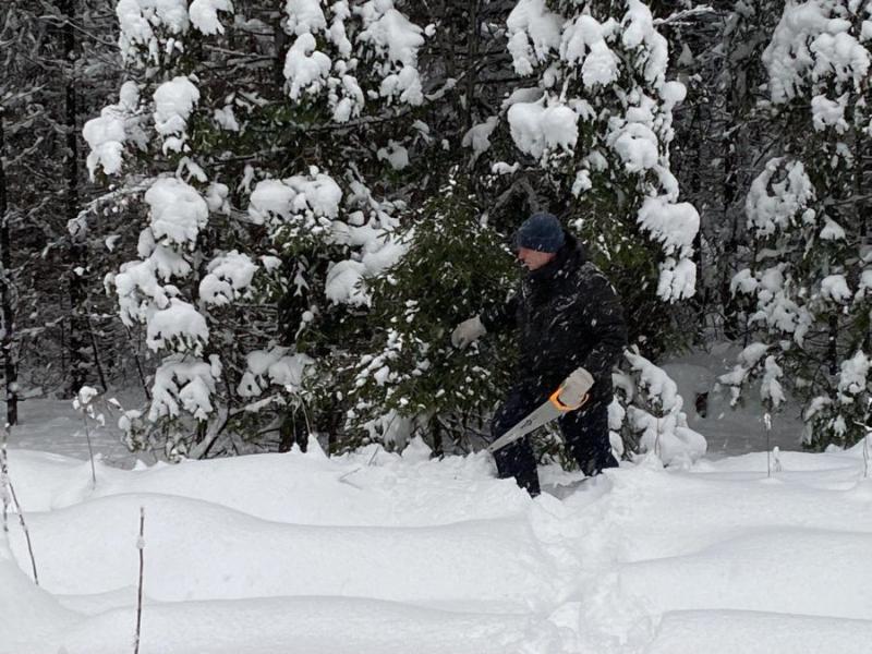 Готовь ель смолоду: первоуральцы смогут заготовить новогоднюю елку уже с 16 декабря | Жители Свердловской области уже с 16 декабря могут заготовить ель к Новому году