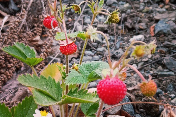 В уральских лесах поспела земляника В уральских лесах поспела земляника