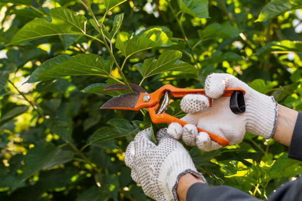 В Первоуральске бывший председатель СНТ получил 3 года за присвоение денег
