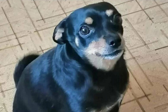 Найденный той-терьер "Толстенький" Арчи скоро вернется к своему хозяину